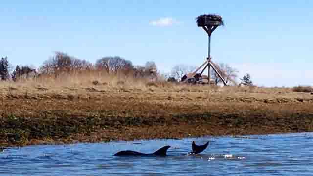 (Guilford Police Animal Shelter)