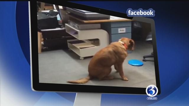 Dog doesn't want to play, chop sticks are hard, doggy window cleaner, Jeep limbo