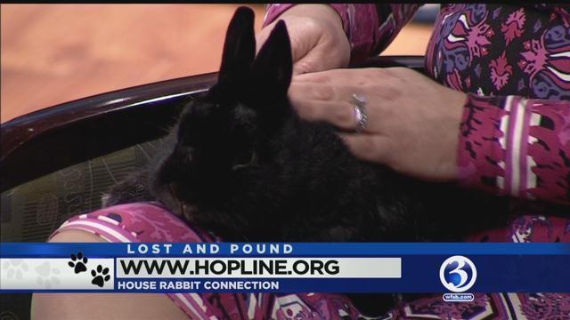 2 rabbits from House Rabbit Connection