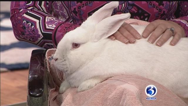 House Rabbit Connection: Annabelle