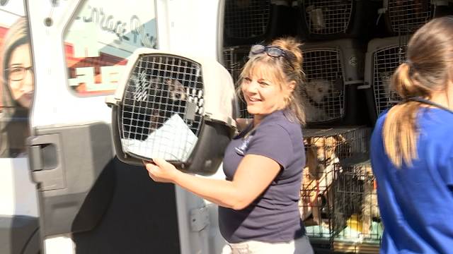 Workers at the Shoreline Animal Hospital in East Haven are helping to rehabilitate and rehome dozens of dogs that were rescued after Hurricane Harvey. (WFSB).