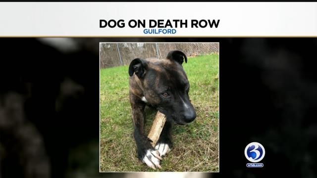 Video: Family fights to free dog from death-row