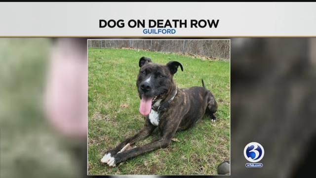 A family is fighting to free their dog that is on death row (Submitted)