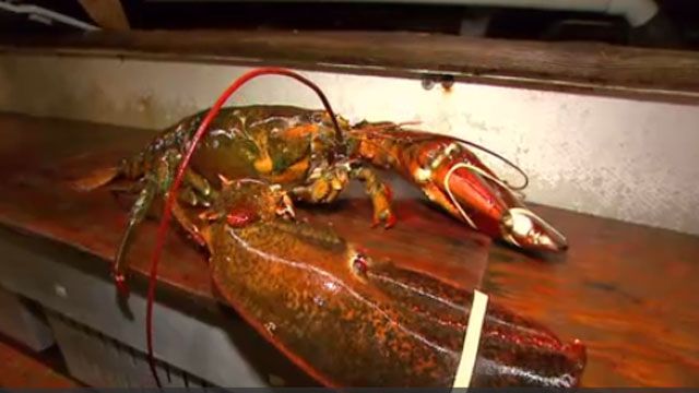 A 95-year-old lobster is an attraction at Jordan Lobster Farms in New York. (CBS News)