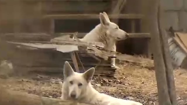 Not wolf dog hybrids. | Wolfdog hybrid, Wolf dog, Hybrid dogs