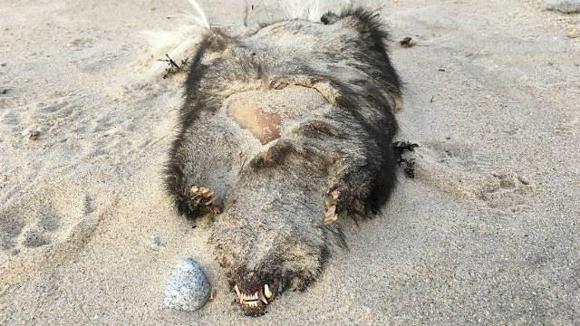 Experts Weigh In On Creature Found Old Lyme Beach Arizona S Family Experts Weigh In On Creature Found Old Lyme Beach Ryan Lee